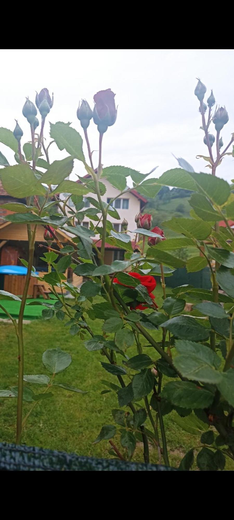 Popasul Drumetului Transfagarasan Hotel Árgyasudvarhely Kültér fotó